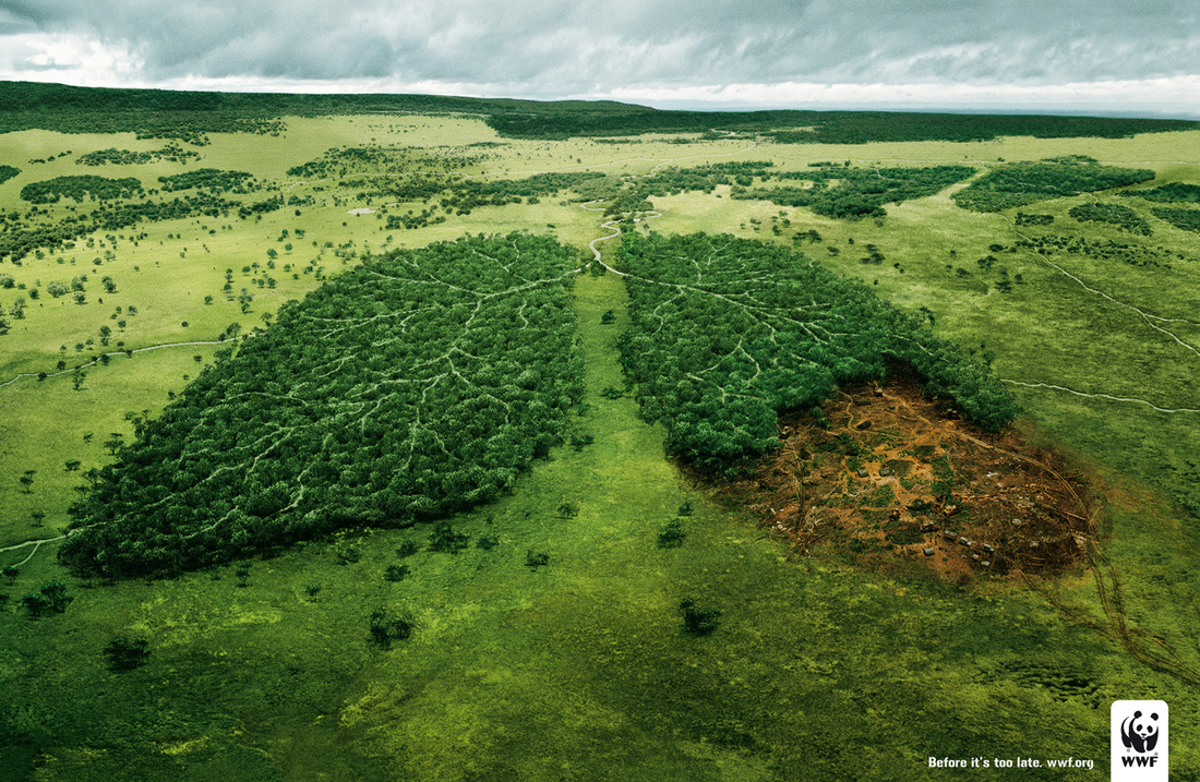 deforestation animals affected